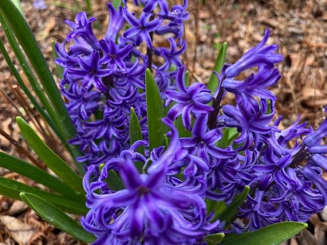 4929 Snow Creek Rd, Santa Fe, TN 38482