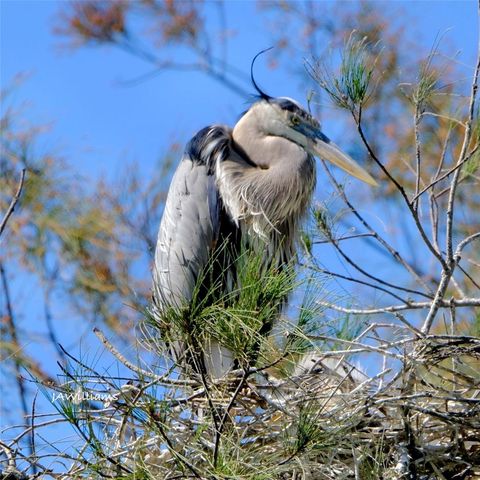 9505 COLONIAL DRIVE, Bradenton, FL 34210