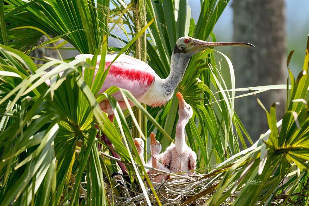 Image 60 of property listing at 9505 COLONIAL DRIVE, Bradenton, FL 34210