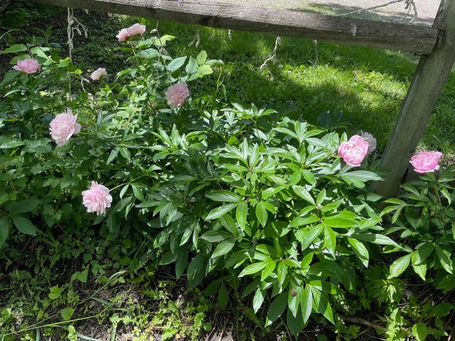 12624 US Highway 212, Sacred Heart, MN 56285