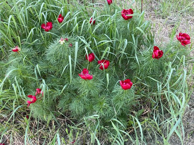 12624 US Highway 212, Sacred Heart, MN 56285