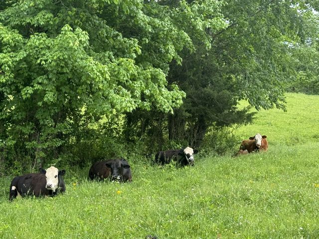 4035 S Forty Eight Creek Rd, S, Waynesboro, TN 38485