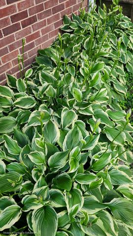 301 Oakwood Cv, La Vergne, TN 37086