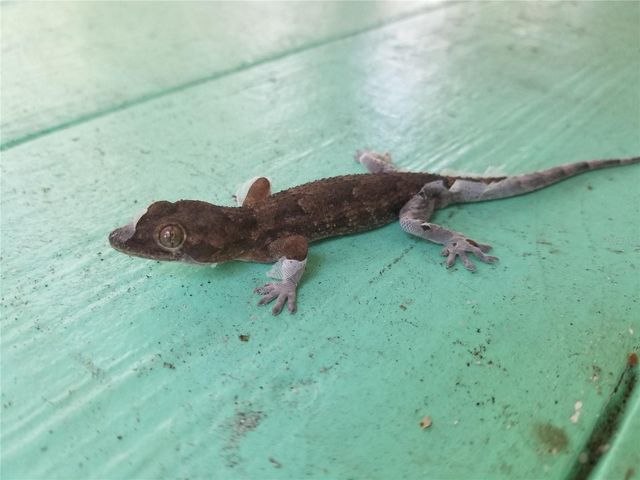 1720 FOSSIL DRIVE, Englewood, FL 34223