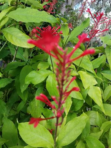 1720 FOSSIL DRIVE, Englewood, FL 34223