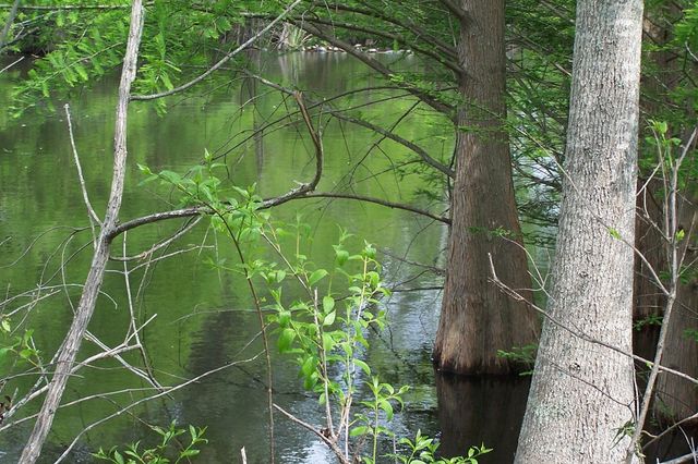 1494 Ralph Bell, Summerton, SC 29148