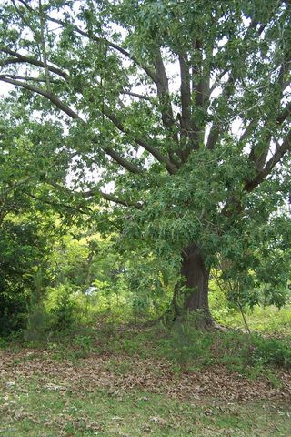 1494 Ralph Bell, Summerton, SC 29148