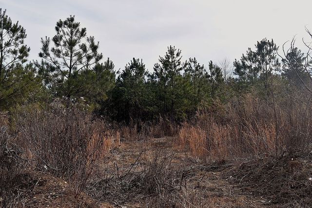 1661 Sassafras Stand Ridge Rd, Linden, TN 37096