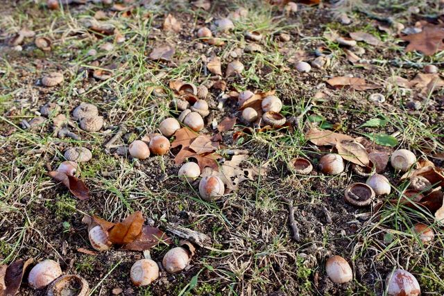 6495 Jackson Avenue, Lake, MI 48632