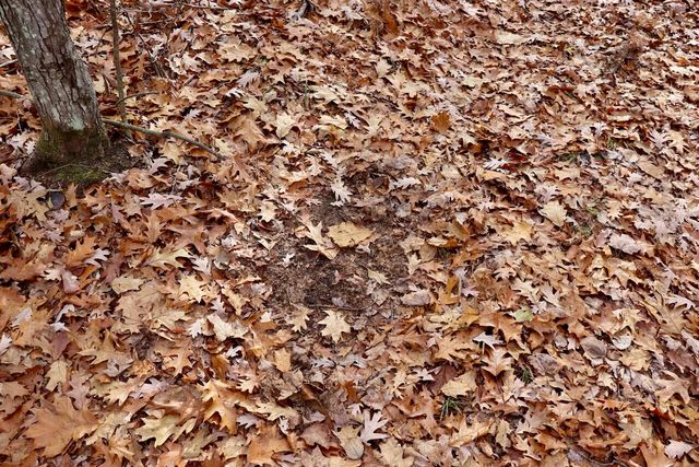 6495 Jackson Avenue, Lake, MI 48632