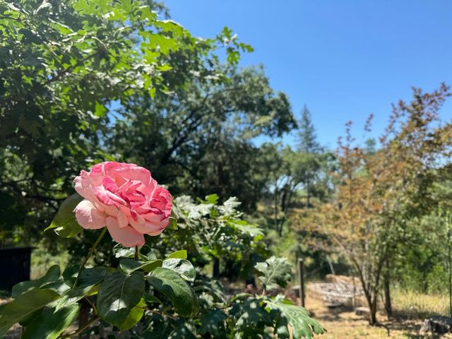 53804 N Hwy 245, Miramonte, CA 93641