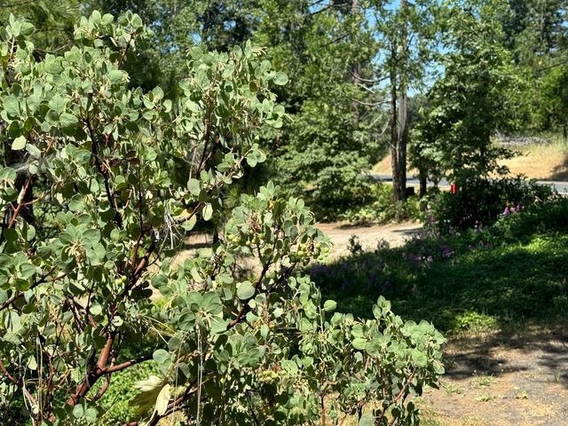 53804 N Hwy 245, Miramonte, CA 93641