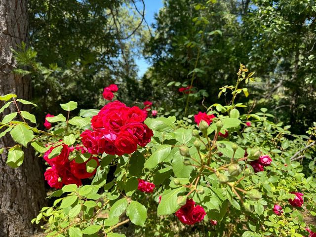 53804 N Hwy 245, Miramonte, CA 93641