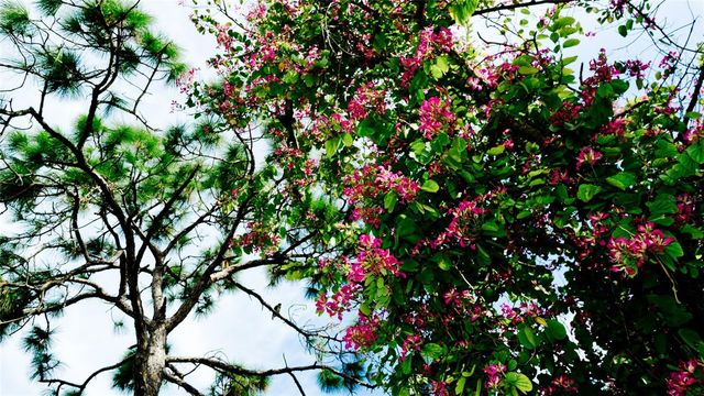 811 OAK DRIVE 811, Bradenton, FL 34210