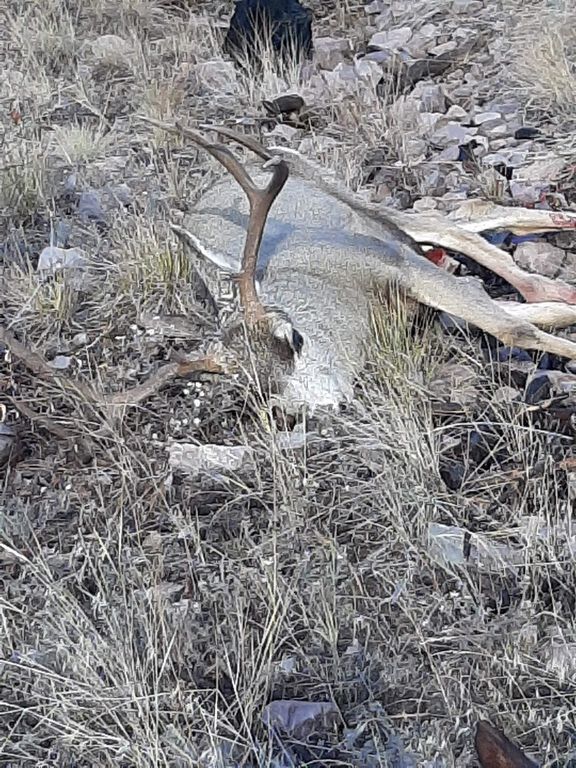 27235 Lazy Springs Road, Clinton, MT 59825 photo 37