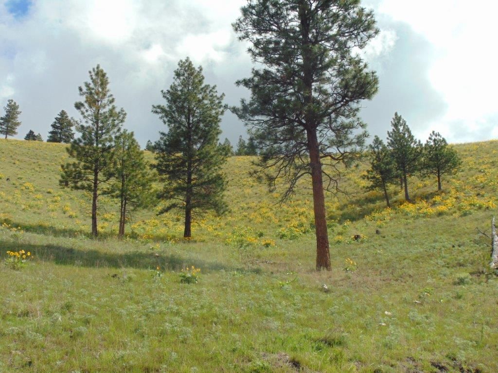 27235 Lazy Springs Road, Clinton, MT 59825 photo 88