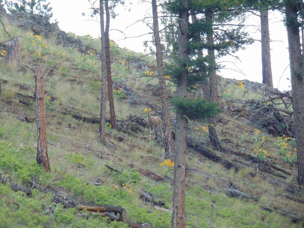 27235 Lazy Springs Road, Clinton, MT 59825 photo 93