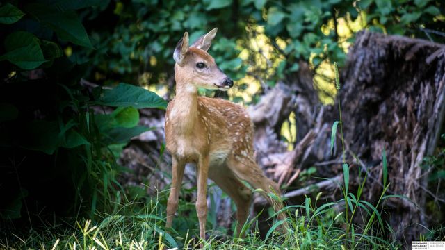 29106 Sokol Plaza, Waterloo, NE 68069