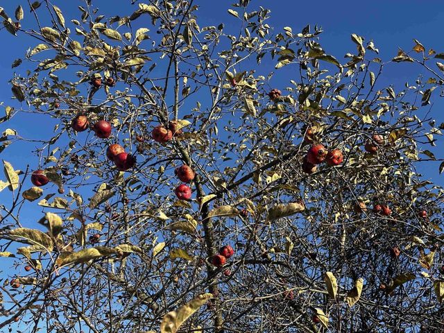 W1712 Deerborn Drive, Neshkoro, WI 54960