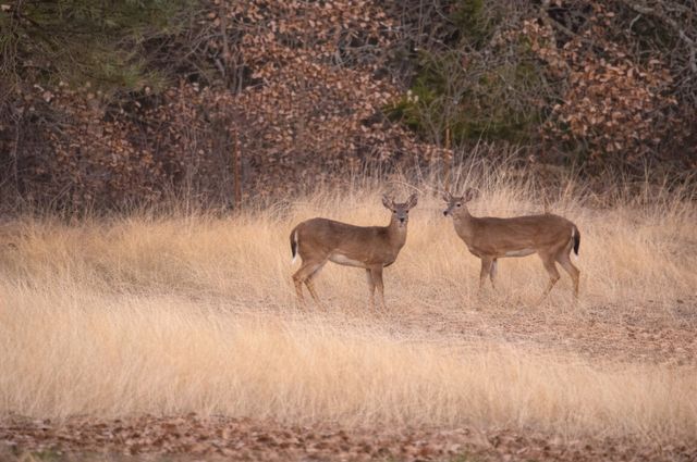 4879 Cobb Road, Kingston, OK 73439