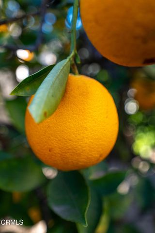 975 W Telegraph Road 10, Santa Paula, CA 93060