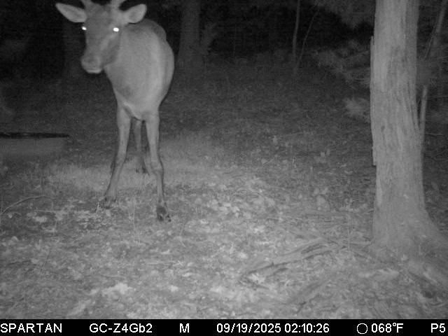 W10821 Johnson Road, Merrillan, WI 54754