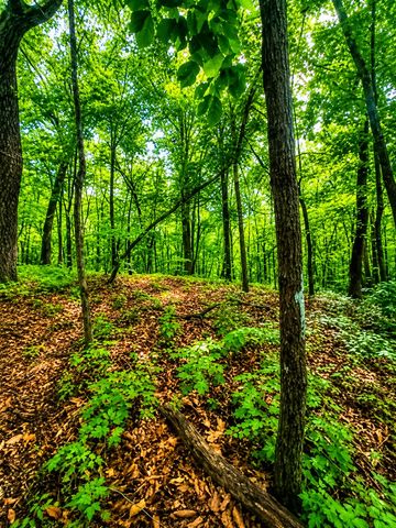 1564 Rackley Road, Ellijay, GA 30536