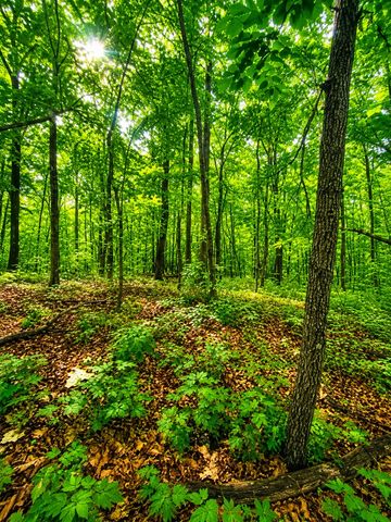 1564 Rackley Road, Ellijay, GA 30536