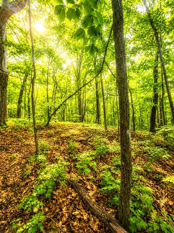 1564 Rackley Road, Ellijay, GA 30536