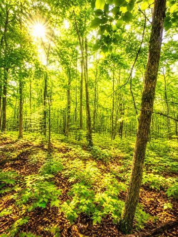 1564 Rackley Road, Ellijay, GA 30536