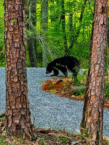 1564 Rackley Road, Ellijay, GA 30536