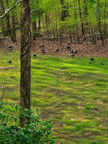 1564 Rackley Road, Ellijay, GA 30536