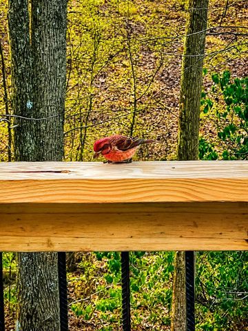 1564 Rackley Road, Ellijay, GA 30536