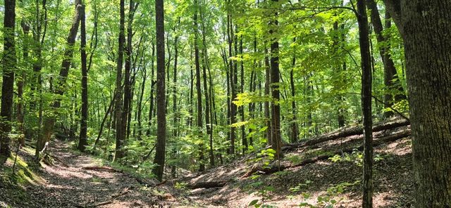 3.4 acre Peach Lane, Ellijay, GA 30536