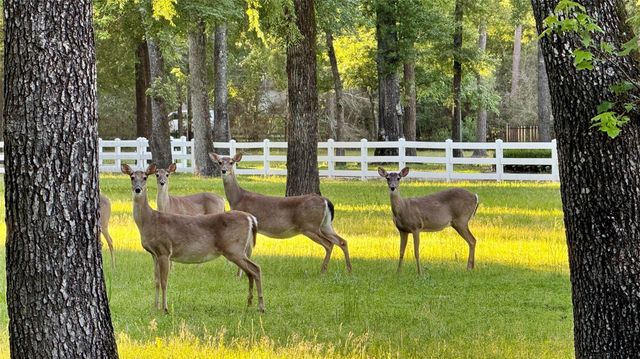 15216 Saddlewood Drive, Conroe, TX 77384