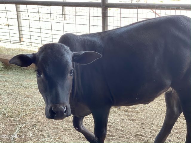 30434 N 59TH Street, Cave Creek, AZ 85331