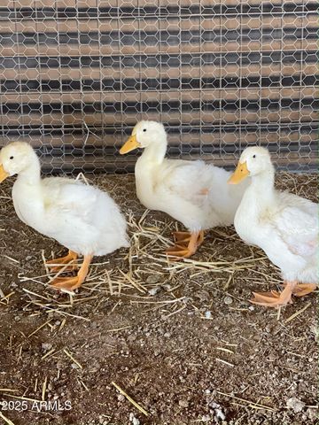 30434 N 59TH Street, Cave Creek, AZ 85331