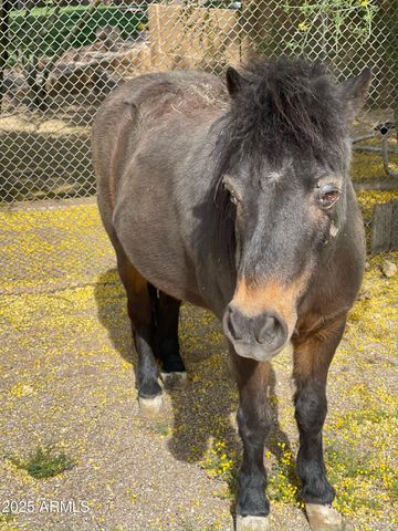 30434 N 59TH Street, Cave Creek, AZ 85331