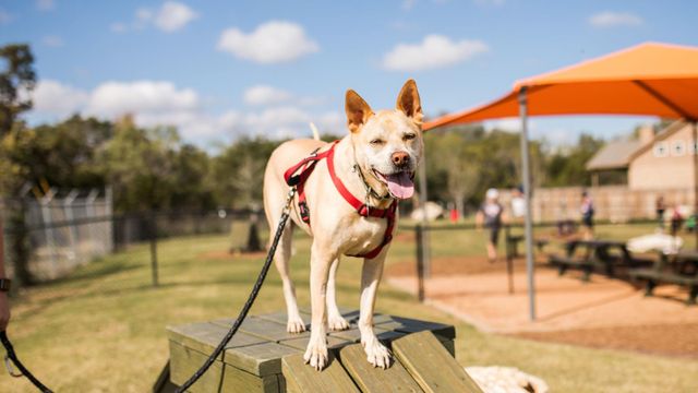 145 Burke ST, Liberty Hill, TX 78642