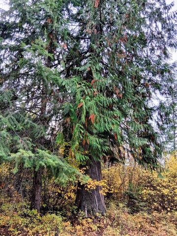 706 mccammon Rd, Elk, WA 99009