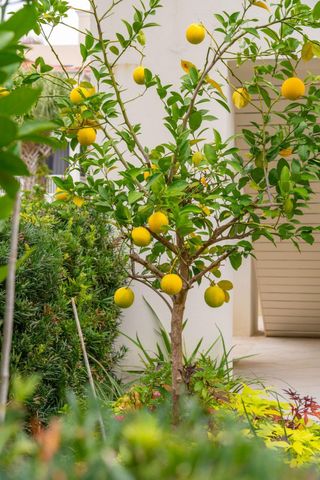 74 Halsey Boulevard, Charleston, SC 29401