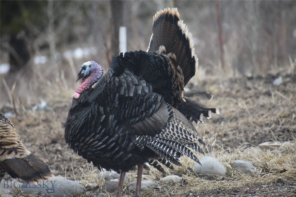 770 Mountain Moose Road, Bozeman, MT 59715 photo 6