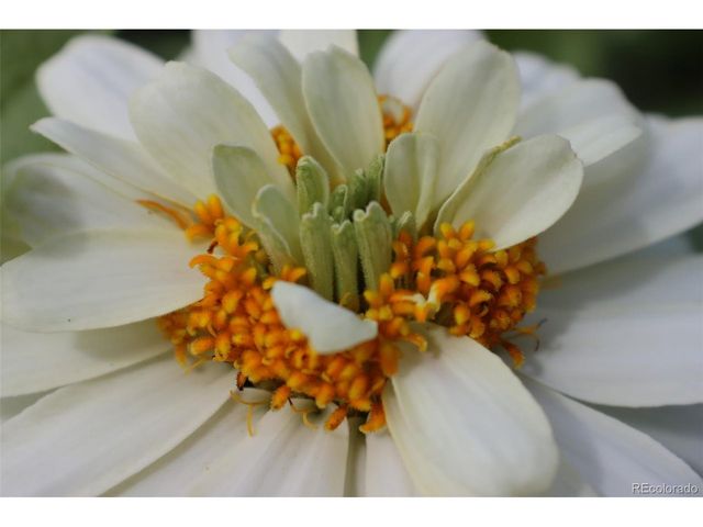 1661 W 115th Cir, Westminster, CO 80234