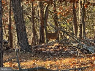77.45 AC MOUNTAIN COVE, Petersburg, WV 26847