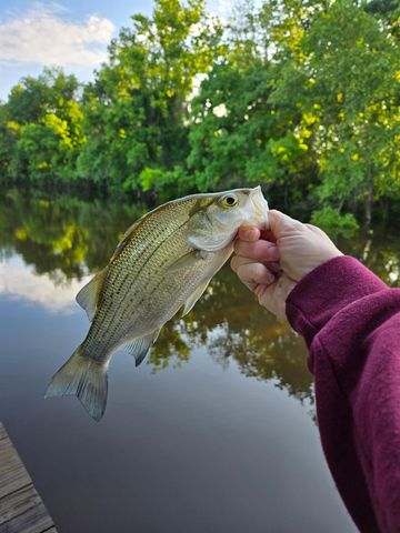 146 Creekside Drive, Onalaska, TX 77360