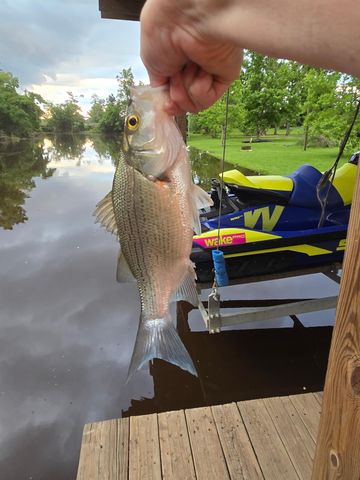 146 Creekside Drive, Onalaska, TX 77360