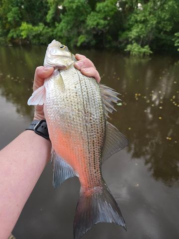 146 Creekside Drive, Onalaska, TX 77360