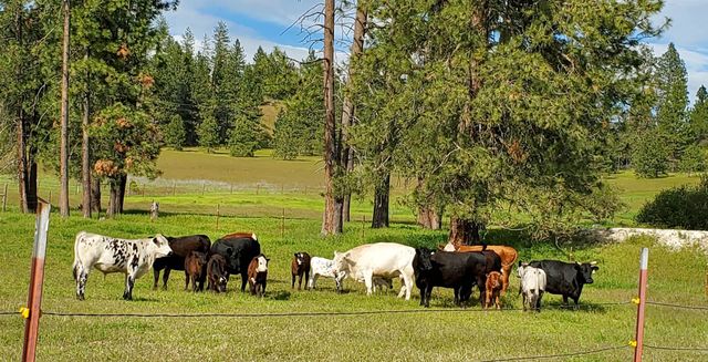 29024 N HARDESTY Rd, Chattaroy, WA 99003