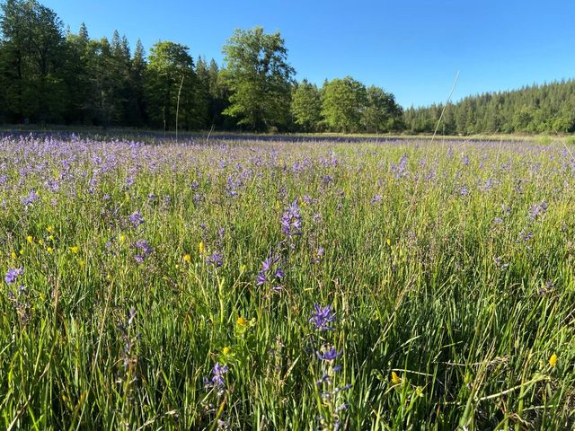 29276 Bullskin Ridge Road, Oak Run, CA 96069