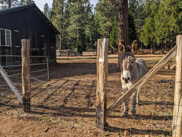 29276 Bullskin Ridge Road, Oak Run, CA 96069